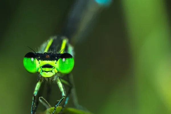 Libélula Close Vista Traseira Grama Libélula Vista Macro Natural — Fotografia de Stock