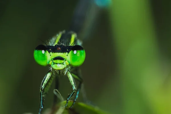 Γκρο Πλαν Dragonfly Στην Πίσω Προβολή Στο Γρασίδι Dragonfly Στην — Φωτογραφία Αρχείου