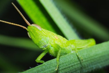 yakın çekim böcek, doğal hayvan yaban hayatı böcek yeşil çekirge