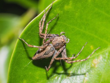 örümcek, doğal, hayvan yaban hayatı böcek yakın çekim böcek