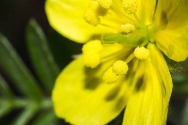 Makro çiçek kafasından doğal, bueatiful çiçek yakın çekim