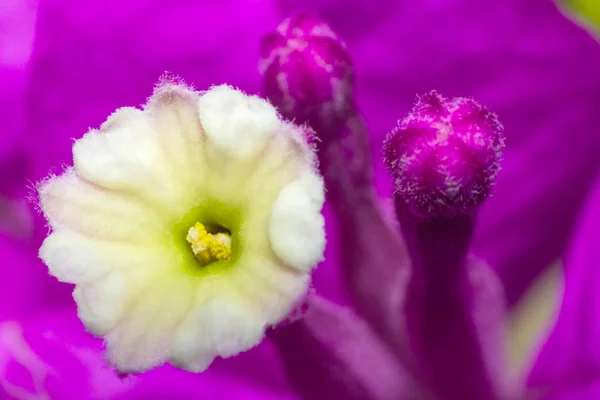 Macro Flower Head Natural Bueatiful Flower Close — Stock Photo, Image