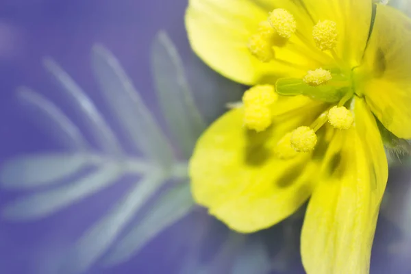 Макро Цветок Головы Натуральном Bueatiful Цветок Крупным Планом — стоковое фото