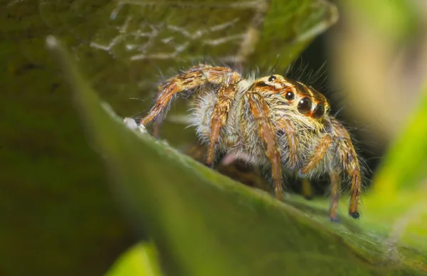 Spinne Nahaufnahme Insekt Natürlichen Die Tierische Tierwelt Insekt — Stockfoto