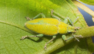 makro görünümü yaprağı, yaban hayatı böcek, doğa güzelliği beetle