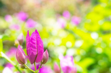 çiçek yakın bulanık arka plan, Doğa arka plan