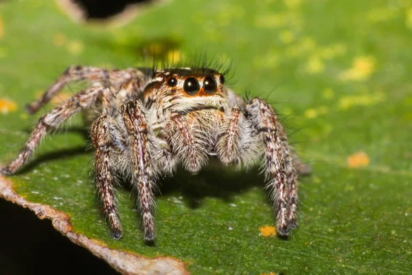 Spinne Makrobild Auf Blatt Insekt Der Tierwelt Schönheit Der Natur — Stockfoto