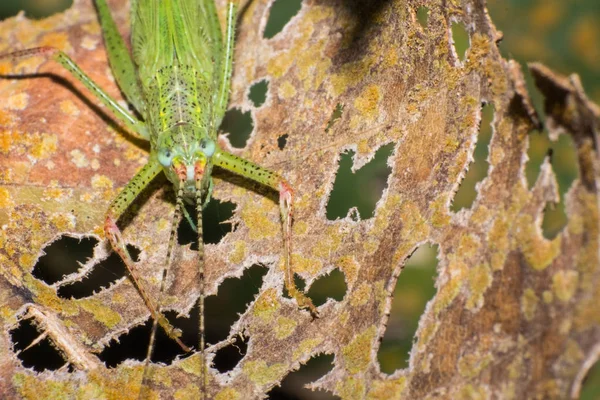 Grüne Heuschrecke Auf Braunem Blattgrund Insekt Der Natur — Stockfoto