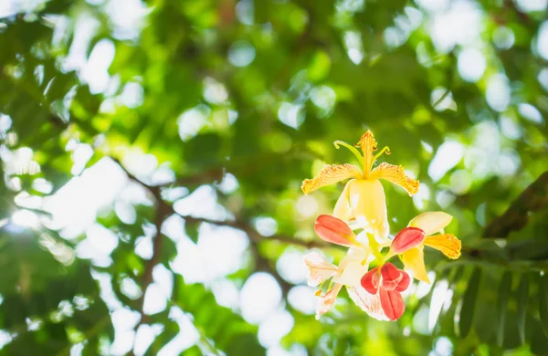 Flor Close Fundo Borrado Fundo Natureza — Fotografia de Stock