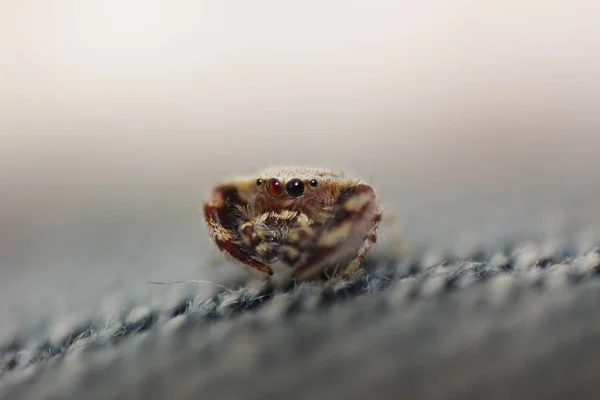 Makro Örümcek Lif Yakın Çekim Örümcek — Stok fotoğraf