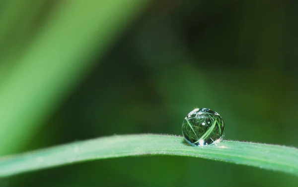 Water Drop Plants Leaf Macro Water Drop Rain Drop Pattern — Stock Photo, Image