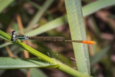 çim yaprağı, yeşil çimenlerin üzerinde makro yusufçuk, böcek makro yakın çekim yusufçuk