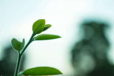 yaprak yakın çekim, ağaç büyüyen, ağaç yaprak yakın çekim, Doğa arka plan