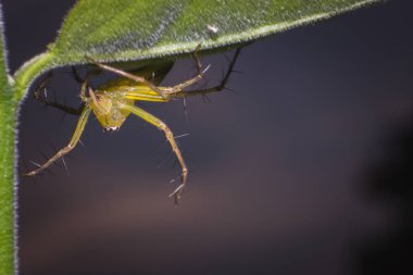 makro örümcek, makro böcek, hayvan yaban hayatı, vahşi doğada örümcek