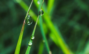 su damlası çim yaprağı, yağmur damla panttern, su damlası