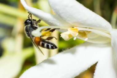 Arı makro böcek beyaz çiçek üzerinde çalışıyor