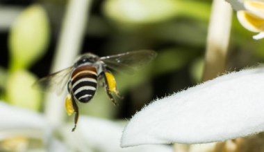 Arı makro böcek beyaz çiçek üzerinde çalışıyor