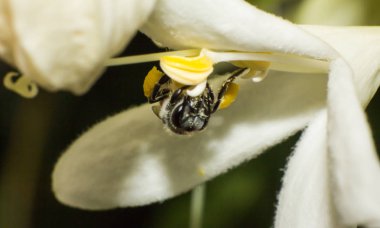 Arı makro böcek beyaz çiçek üzerinde çalışıyor