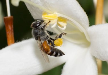 Arı makro böcek beyaz çiçek üzerinde çalışıyor