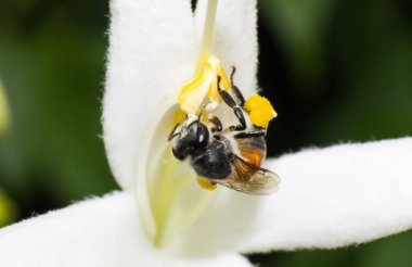 Arı makro böcek beyaz çiçek üzerinde çalışıyor