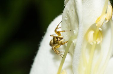 makro örümcek yaprak, makro böcek, hayvan yaban hayatı, vahşi doğada örümcek