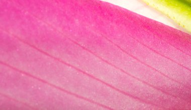 makro çiçek, çimen çiçek makro görünümü, kır çiçeği yakın çekim, kır çiçeği