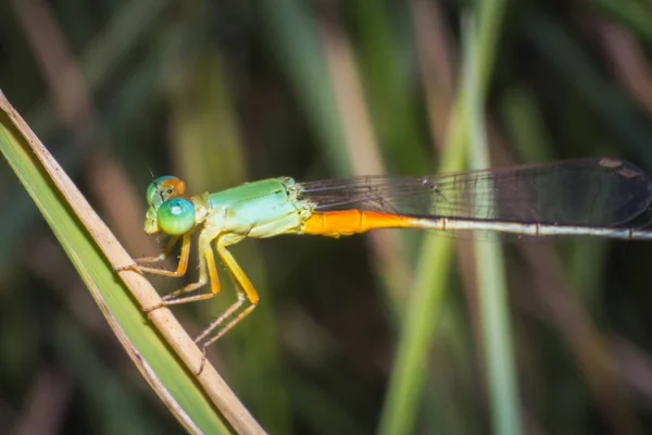 Close Dragonfly Grass Leaf Macro Dragonfly Green Grass Macro Insect — Stock Photo, Image