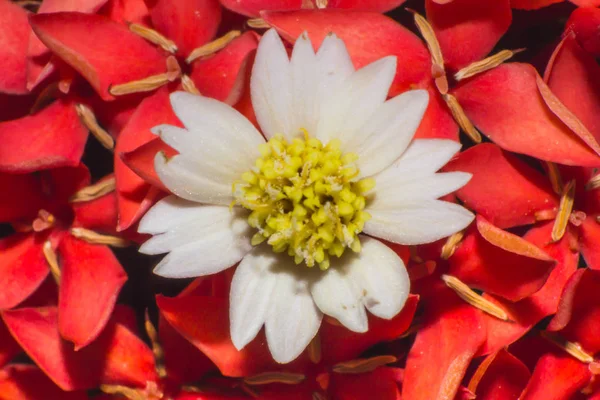 Macro Flor Flor Grama Vista Macro Wildflower Close Wildflower — Fotografia de Stock