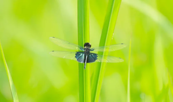 Großaufnahme Libelle Auf Grasblatt Makrolibelle Auf Grünem Gras Makroinsekt — Stockfoto