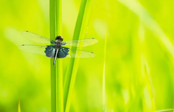 잔디의 잔디에 매크로 잠자리 곤충의 매크로에 잠자리 — 스톡 사진