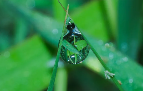 Water Drop Grass Leaf Rain Drop Panttern Water Drop — Stock Photo, Image
