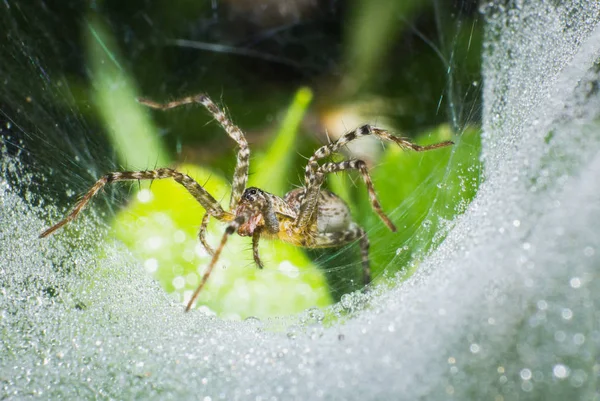 Makró Spider Web Makró Rovar Vadon Élő Állat Vadon Élő — Stock Fotó