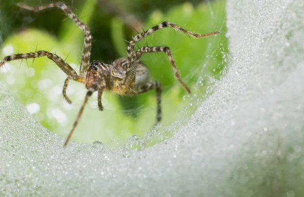 Web マクロ昆虫 野生動物 野生のクモのマクロのクモ — ストック写真