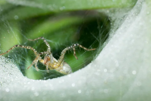 Makró Spider Web Makró Rovar Vadon Élő Állat Vadon Élő — Stock Fotó