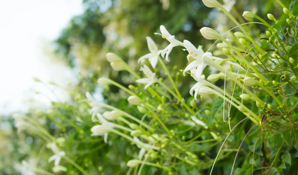 Macro Flower Grass Flower Macro View Wildflower Close Wildflower — Stock Photo, Image