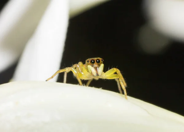 Macro Spin Macro Insect Dier Het Wild Levende Dieren Spin — Stockfoto