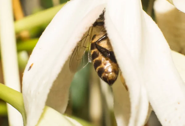 Пчела Работает Над Белым Цветком Макронасекомым — стоковое фото