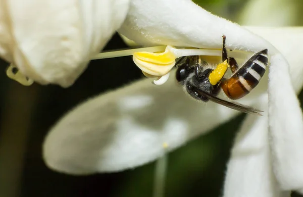 Abelha Está Trabalhando Flor Branca Macro Inseto — Fotografia de Stock