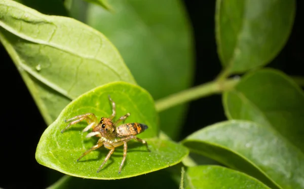 Makro Örümcek Yaprak Makro Böcek Hayvan Yaban Hayatı Vahşi Doğada — Stok fotoğraf