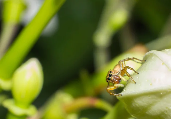 Macro Spider Leaf Macro Insect Animal Wildlife Spider Wild — Stock Photo, Image