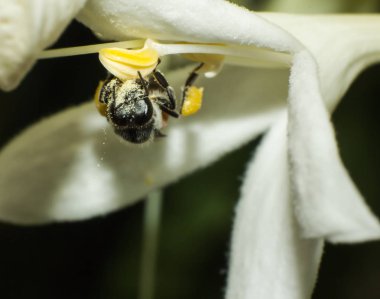 beyaz çiçek, böcek, hayvan yaban hayatı makro çalışma arı makro