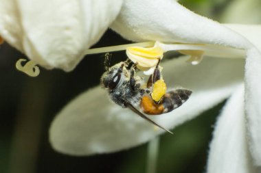 beyaz çiçek, böcek, hayvan yaban hayatı makro çalışma arı makro