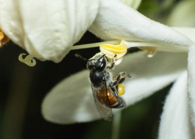 beyaz çiçek, böcek, hayvan yaban hayatı makro çalışma arı makro