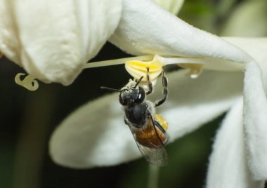 beyaz çiçek, böcek, hayvan yaban hayatı makro çalışma arı makro