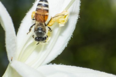 beyaz çiçek, böcek, hayvan yaban hayatı makro çalışma arı makro