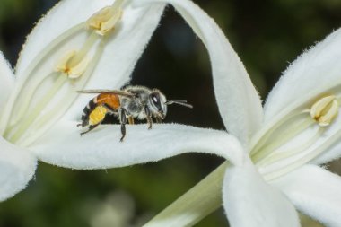 beyaz çiçek, böcek, hayvan yaban hayatı makro çalışma arı makro