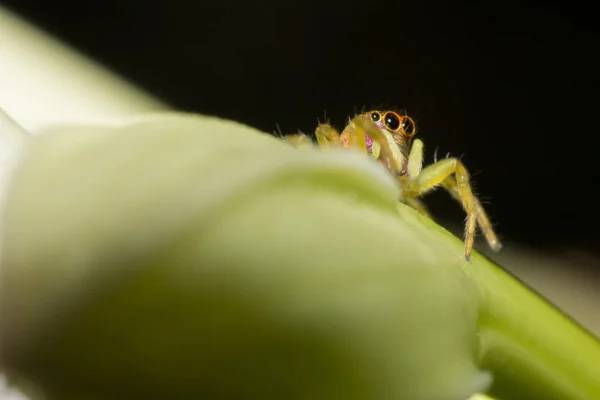 Makro Görünümü Makro Hayvan Inscet Yaban Hayatı Içinde Küçük Örümcek — Stok fotoğraf