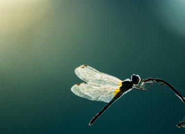 Yusufçuk ot, böcek doğa close-up, hayvan yaban hayatı