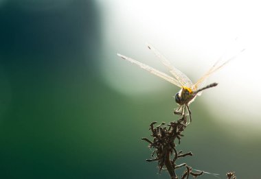 Yusufçuk ot, böcek doğa close-up, hayvan yaban hayatı