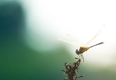 Yusufçuk ot, böcek doğa close-up, hayvan yaban hayatı